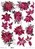 poinsecja, gwiazda betlejemska*poinsettia*Weihnachtsstern*flor de Pascua